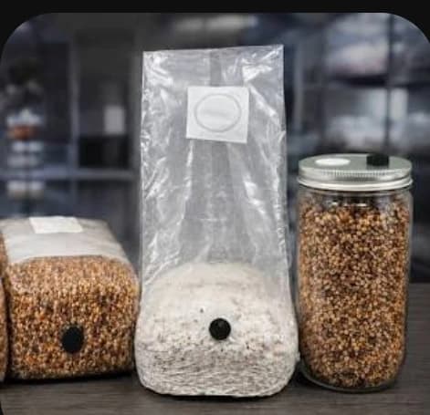 High Quality Button Mushroom Spawn Seeds