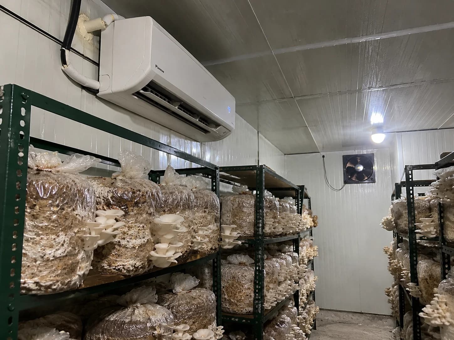 Air Conditioning for Mushroom Farming: Temperature Control and AC Unit Setup in Growing Room