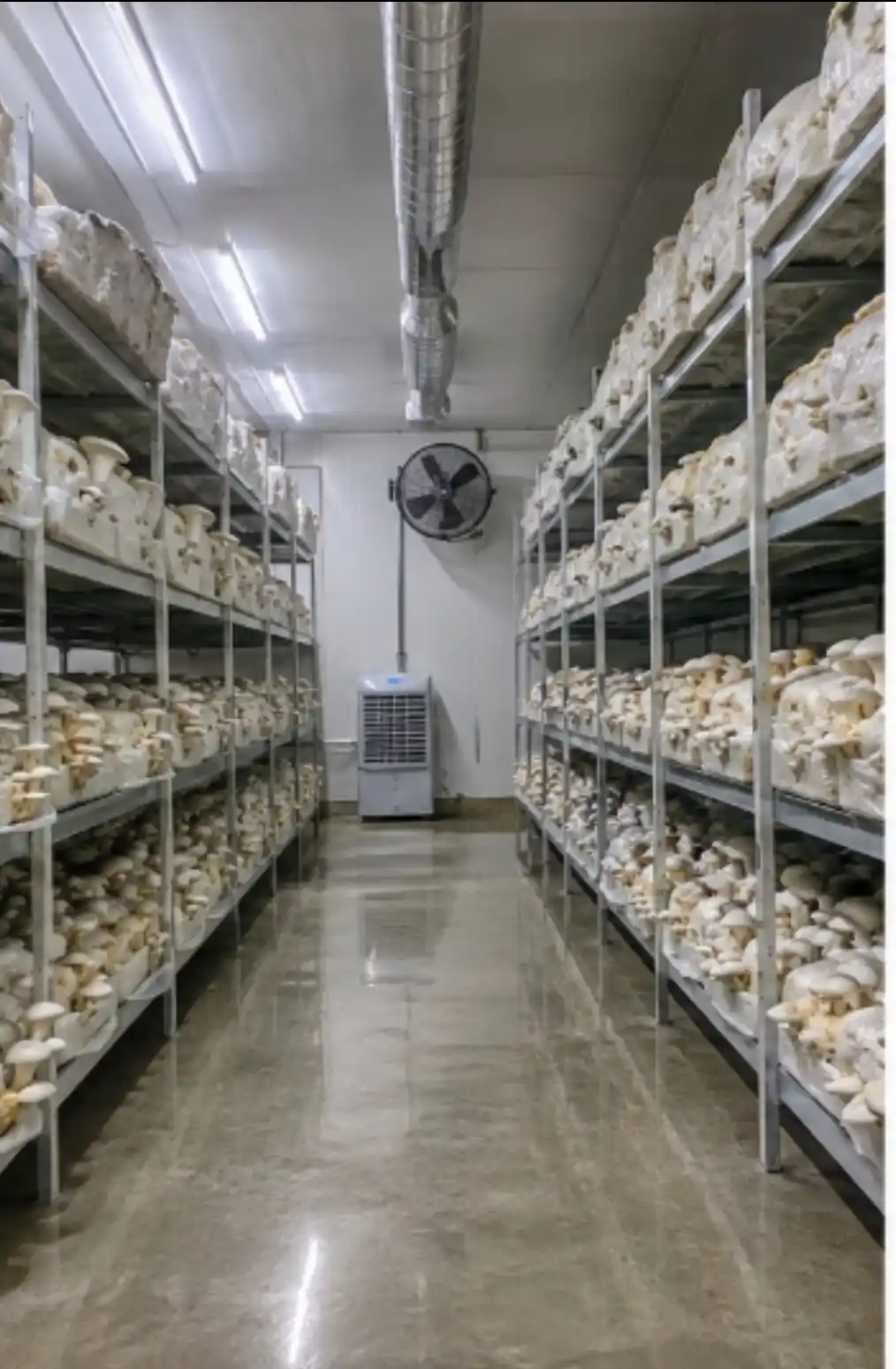 Precision laboratory cultivation of Cordyceps Militaris with LED spectrum lighting and sterile climate chambers