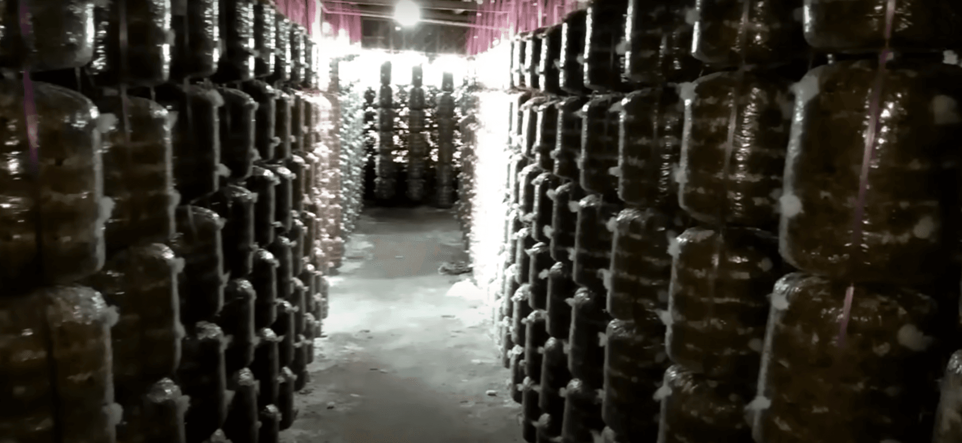 Turnkey Project Mushroom Facility India Turnkey Project Mushroom Facility India