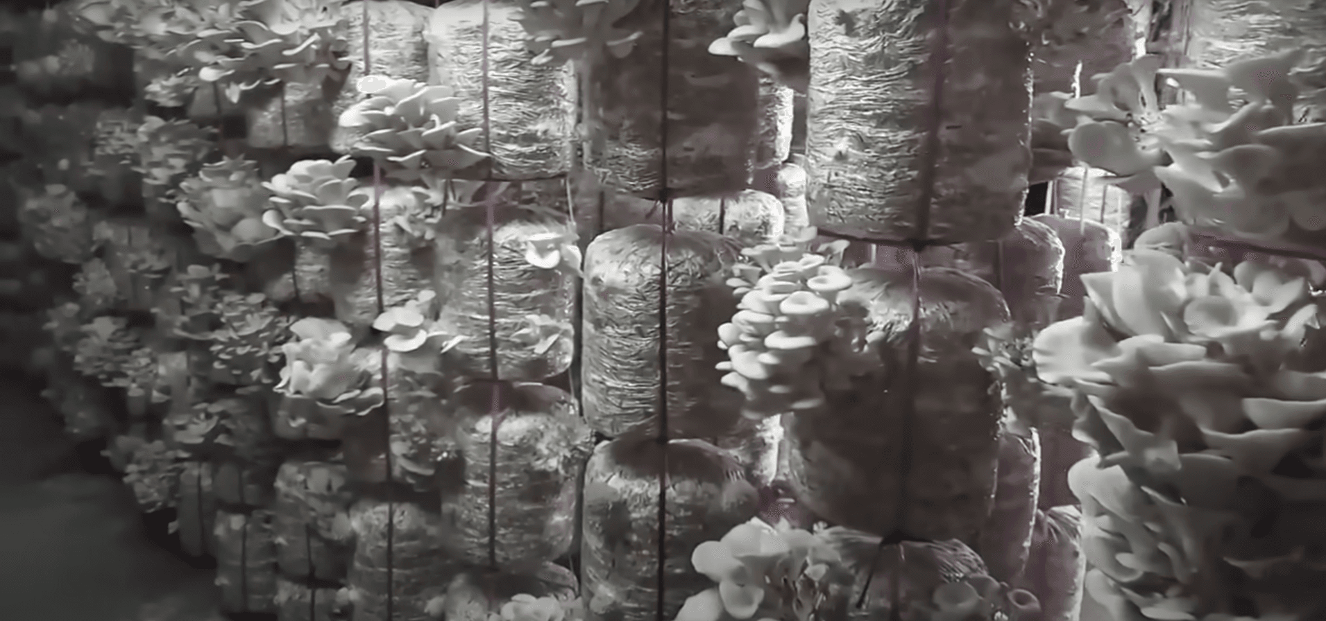 Indoor Mushroom Farming Enoki Setup Indoor Mushroom Farming Enoki Setup