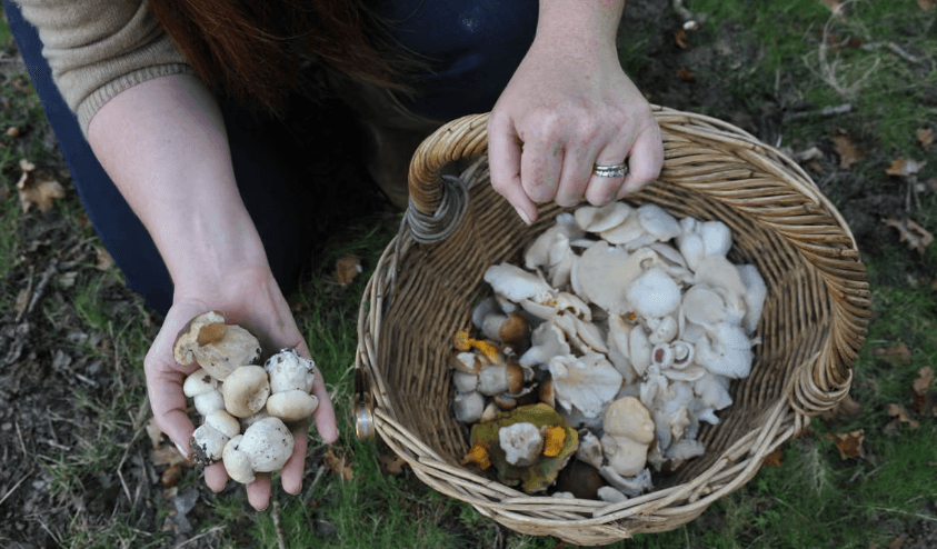 Mushroom Harvesting Process Commercial Mushroom Harvesting Process Commercial