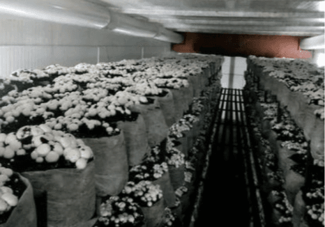Commercial Infrastructure Setup Mushroom Farm Commercial Infrastructure Setup Mushroom Farm