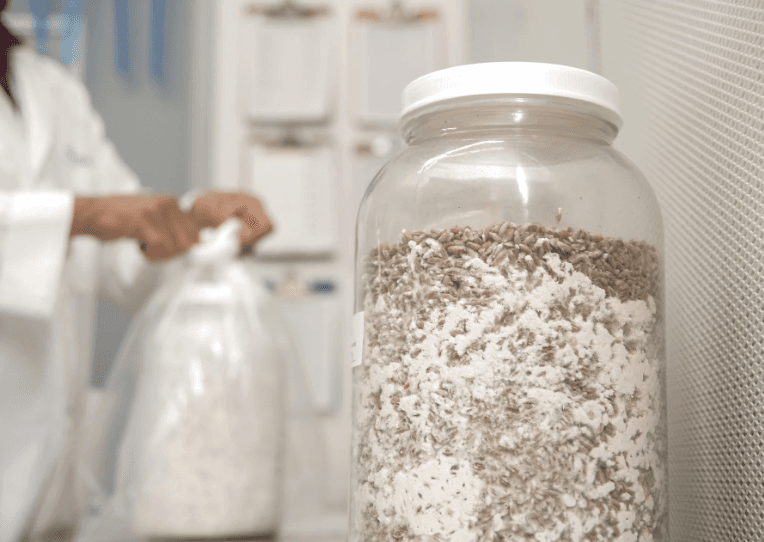 Organic Quality Spawn Seed Supply Organic Quality Spawn Seed Supply
