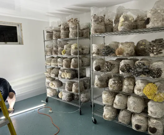 Button Mushroom Growing Room Construction Process