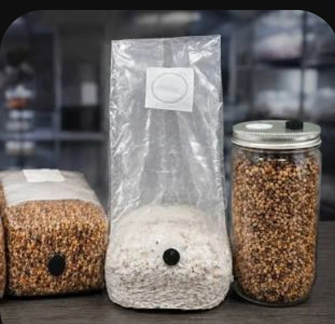 High Quality Button Mushroom Spawn Seeds